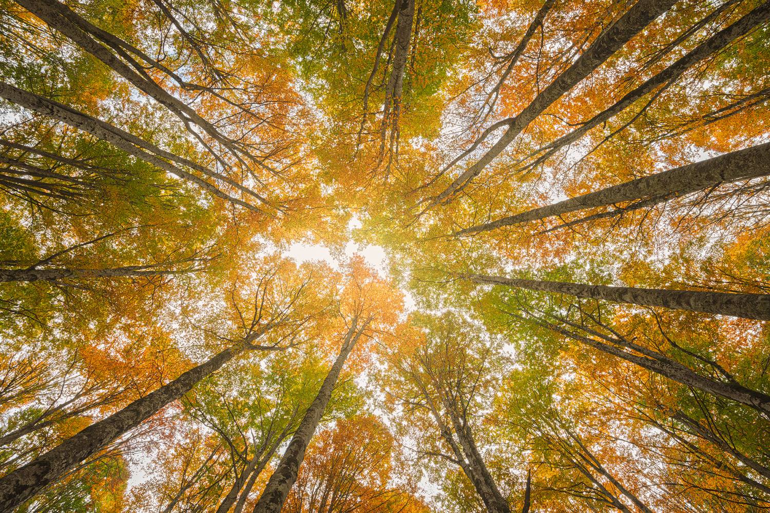 , Сергей Быков