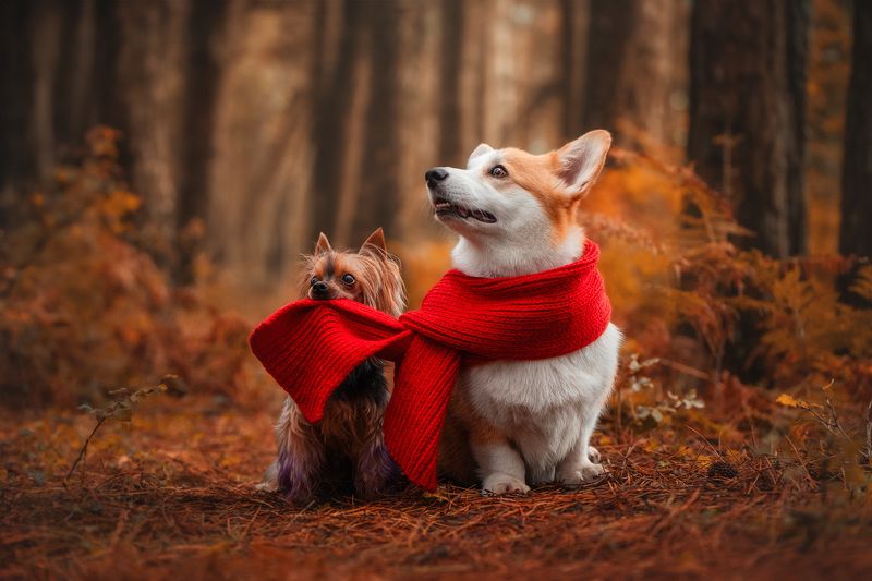 Hold the scarf фото превью