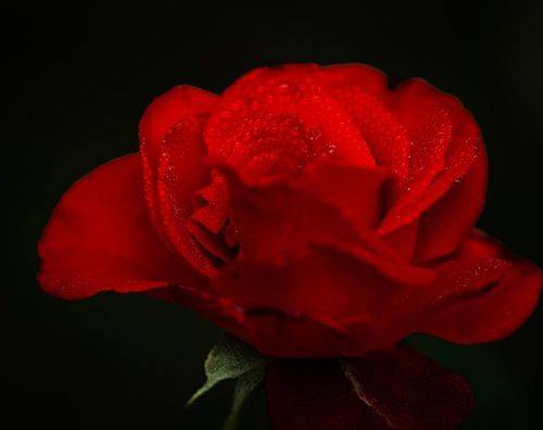 Red rose