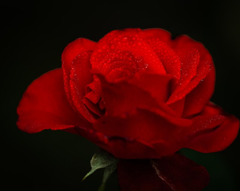 #rose, #flowers, #macro, #drops Red rose фото превью