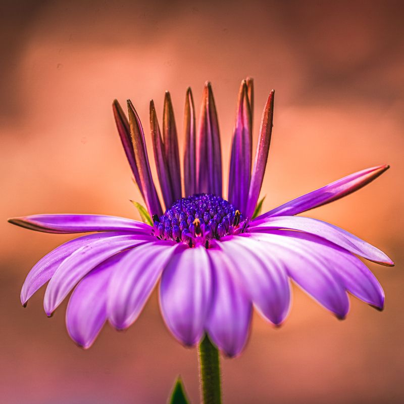 unusual style of flower Flower and crown фото превью