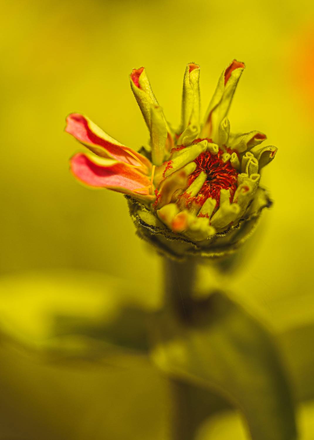 flowers yellow, kamran shirani