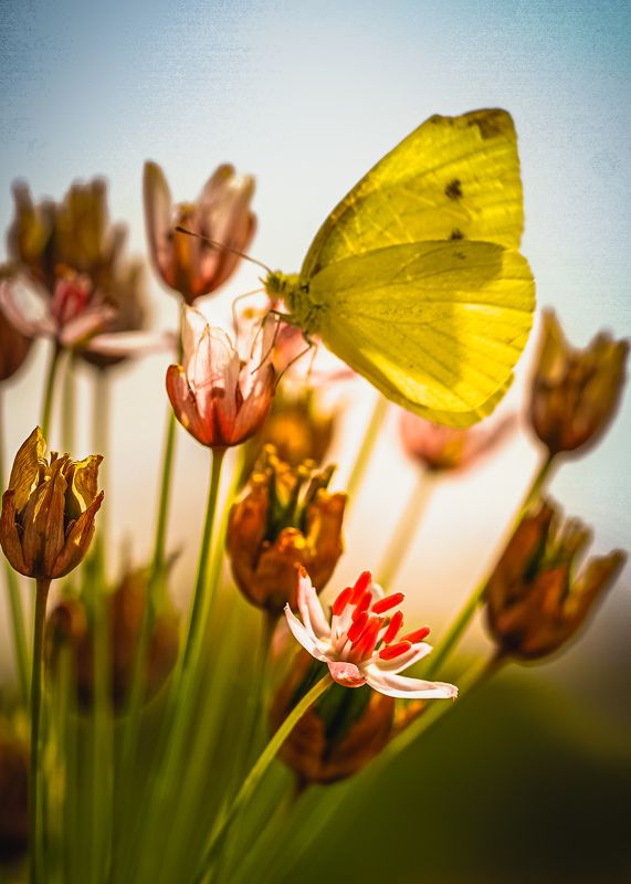 #insect #flowers #macro #butterfly Butterfly and flowers фото превью