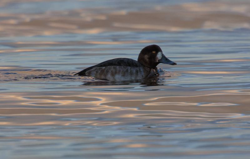 чернеть утка птица вечер вода озеро В зале отправления фото превью