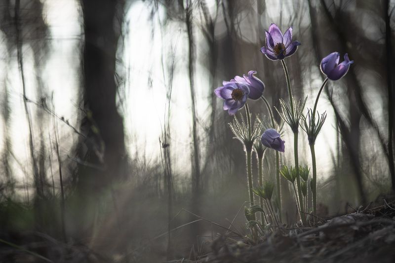 Готические сны... фото превью