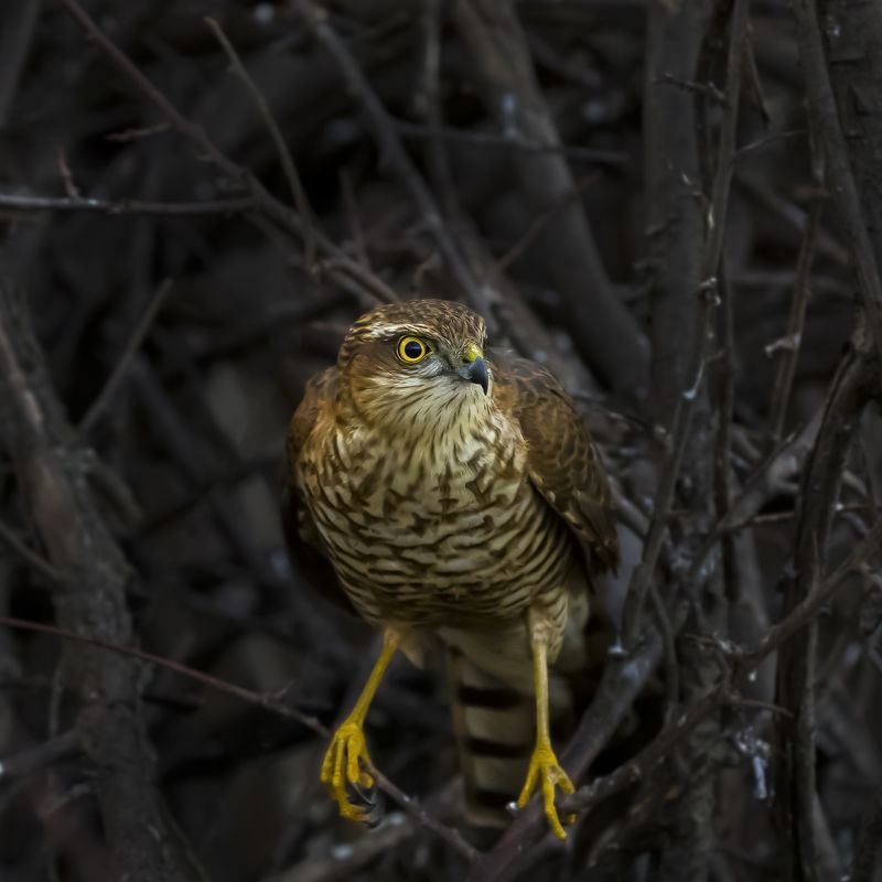 природа Ястреб-перепелятник фото превью