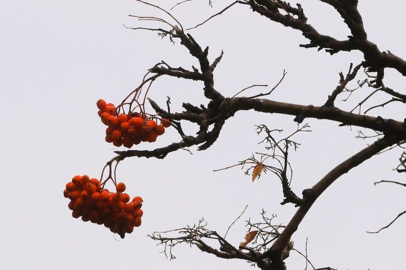 осень,рябина,ветки,гроздья Рябина фото превью