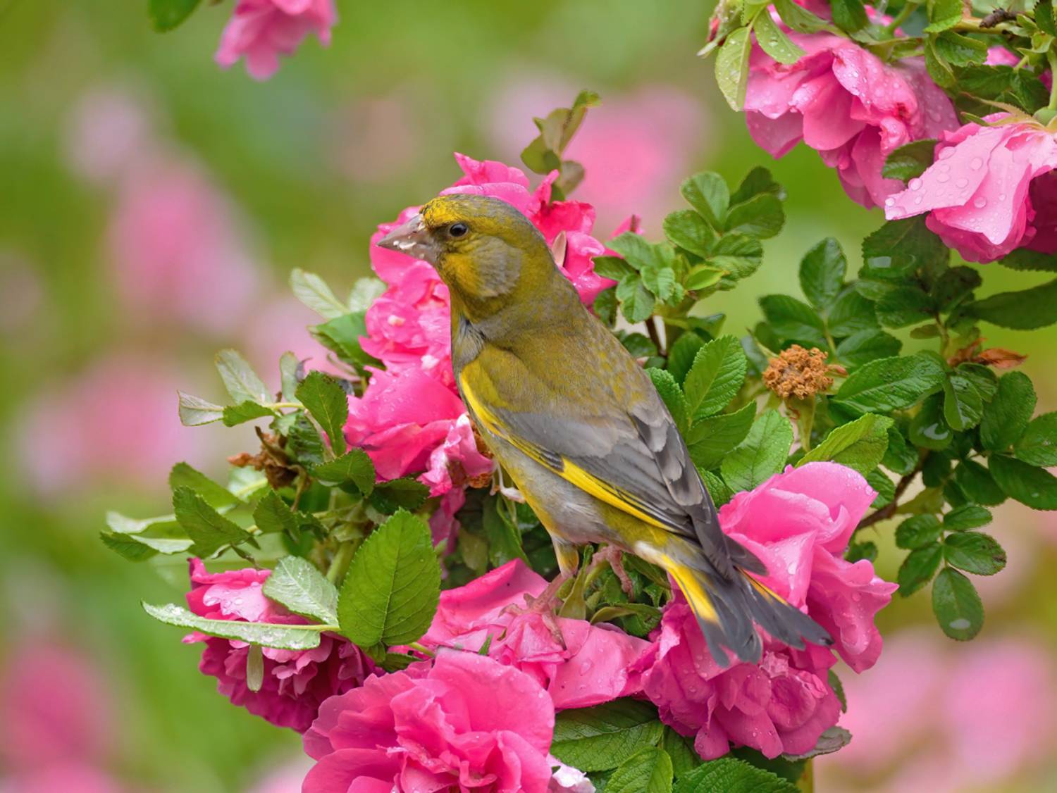 природа, фотоохота,  птицы, животные, зеленушка, vladilenoff