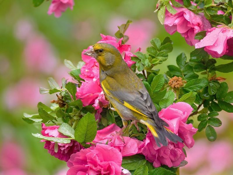 природа, фотоохота,  птицы, животные, зеленушка Цветы и птицы фото превью