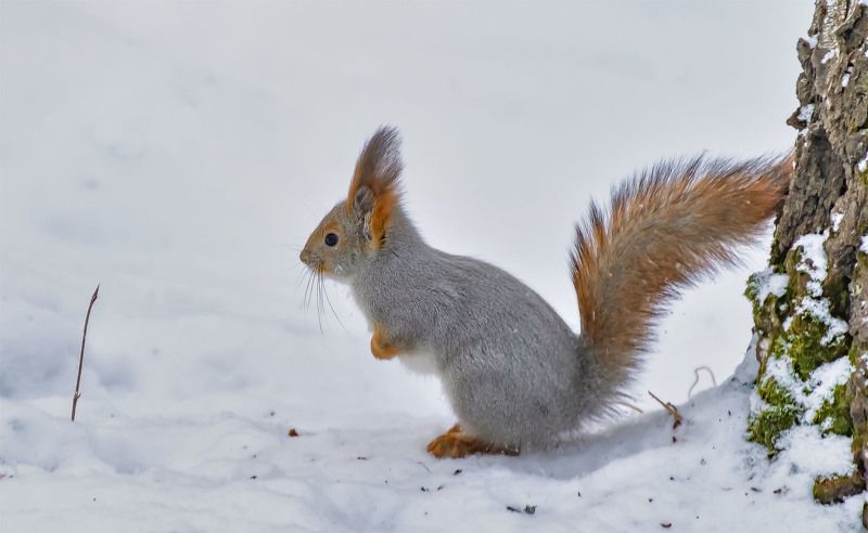 Зябко однако. фото превью