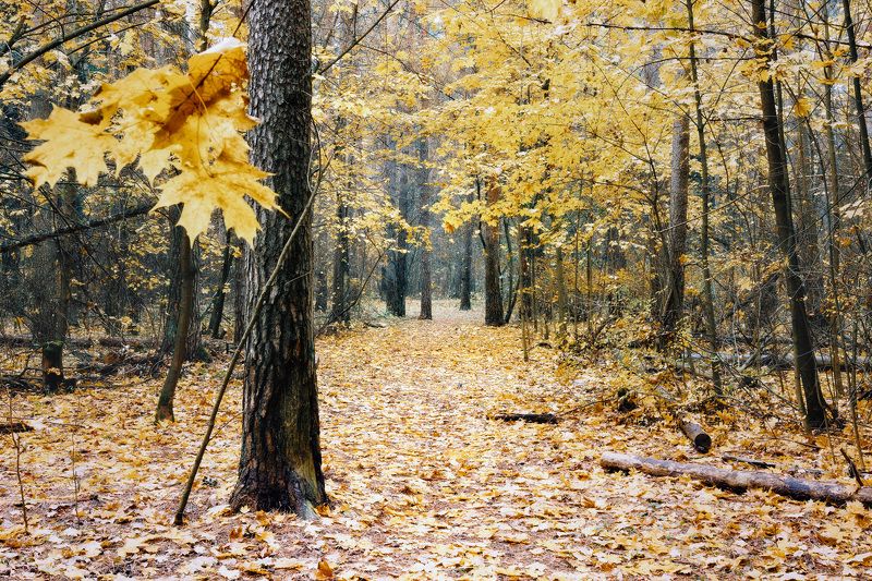 лес, листва, осень В осеннем парке фото превью