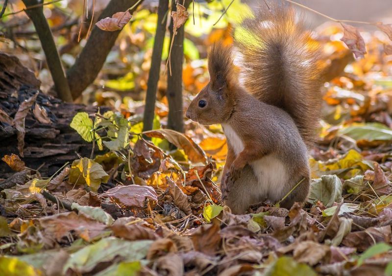 *** фото превью