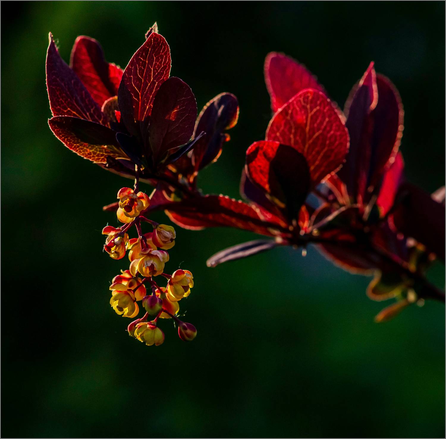 цветы,природа, Виктор Парщиков