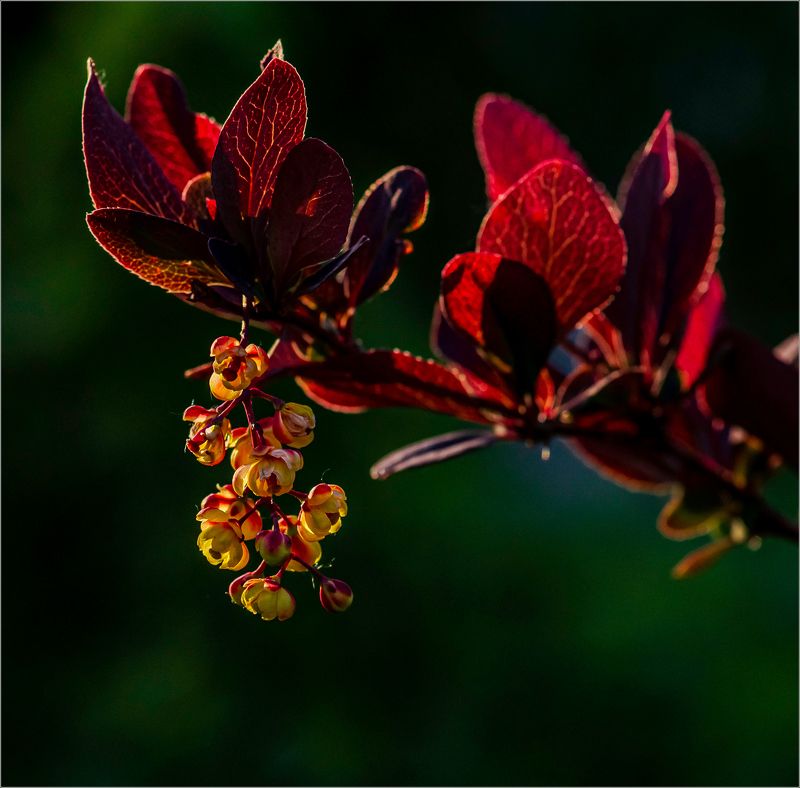 цветы,природа Цветы в саду фото превью