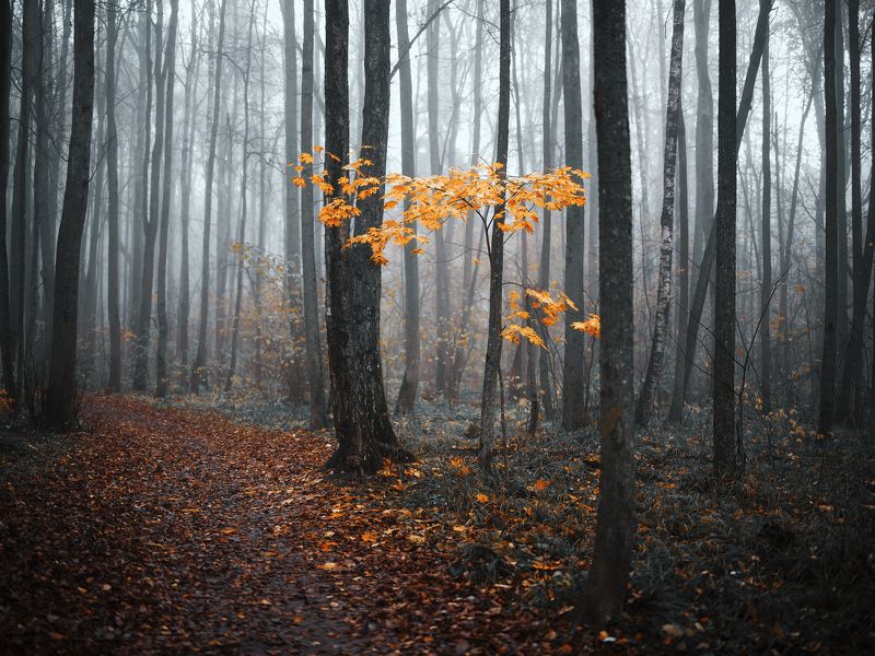 Мгла фото превью