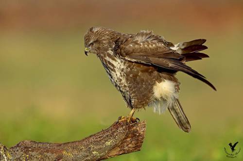 Растрепался.