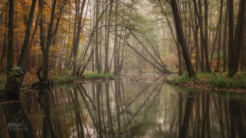 forest,woodland,fog,foggy,autumn,autumnal,woods,river,water,reflections,trees, Rusty, Misty, Reflected фото превью