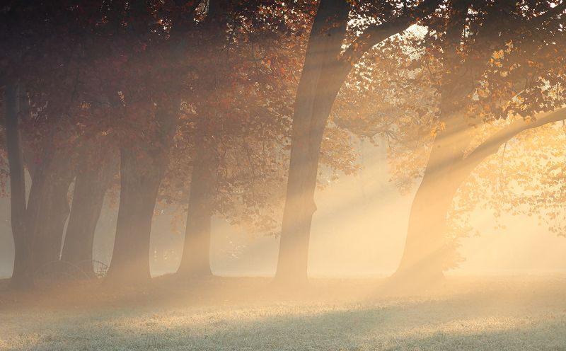 Autumn фото превью