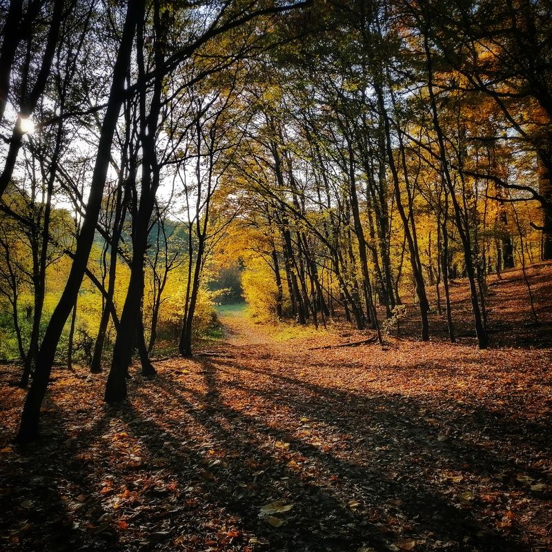 Autumn forest фото превью