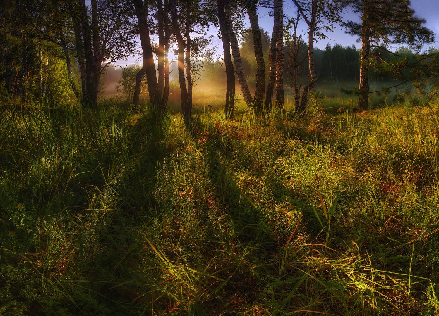 сибирь, лето, утро, рассвет, свет, тени, Чичкин Валерий