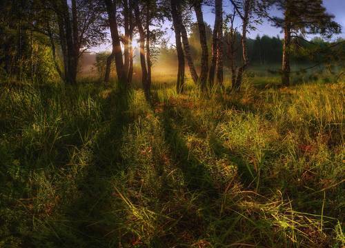 Солнечное утро