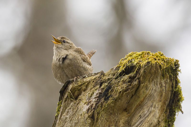 Крапивник фото превью