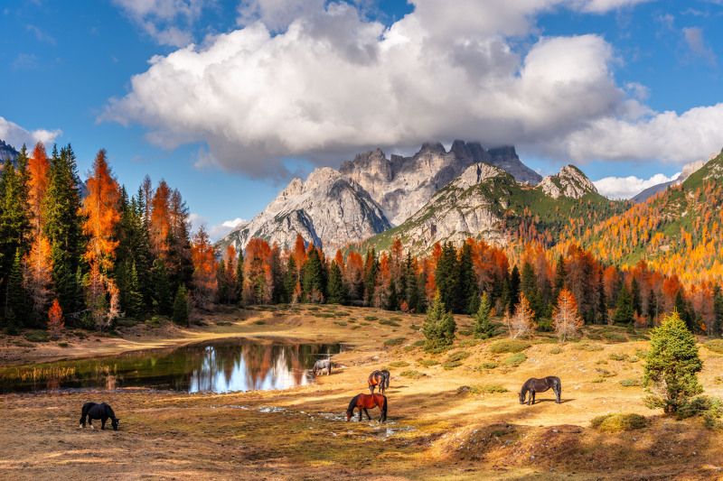 dolomiti, fall, autumn, horses, dolomites, italy, tyrol Dolomites fall фото превью