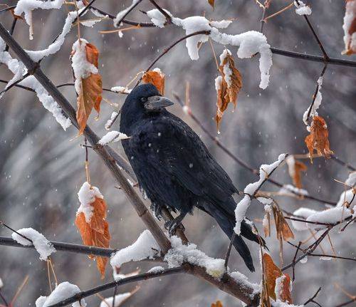 Грач в снегопад... (3 ФОТО)