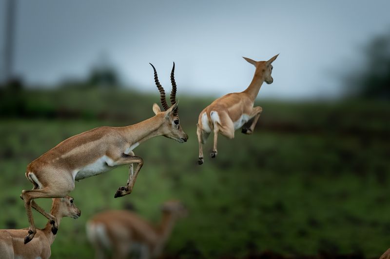 A Jump for Freedom фото превью