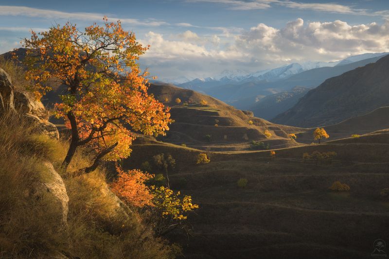 дагестан, горный дагестан, кавказ, фототур в дагестан, деревья, горы, террасы, гунибский район Над террасами фото превью