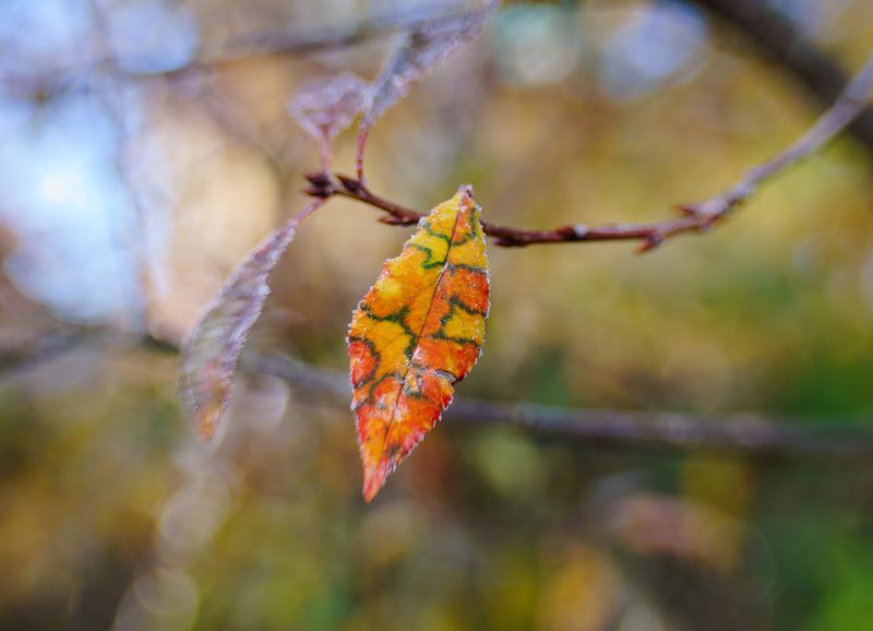 Кто его разрисовал? фото превью