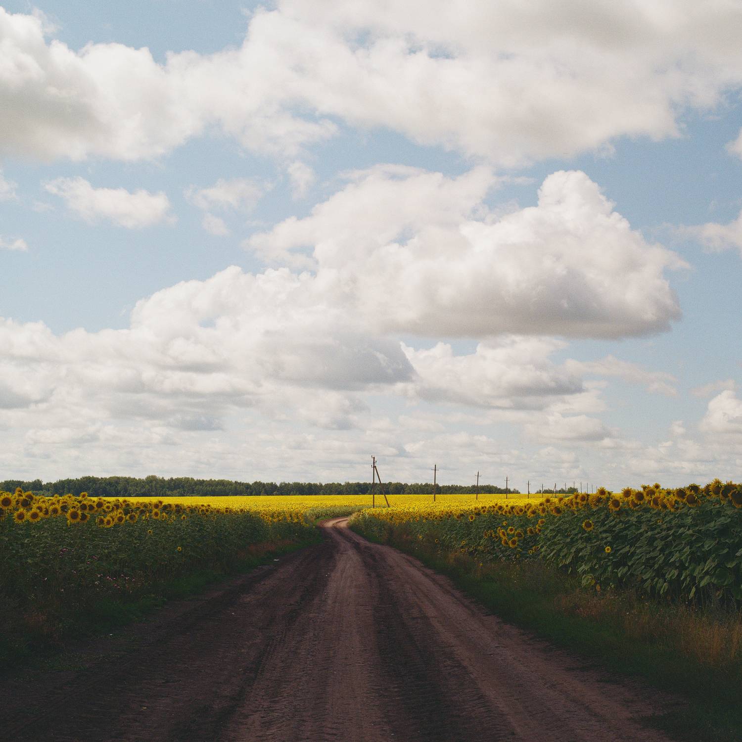 пленка, природа, пейзаж, пленочная фотография, поля, подсолнухи, фотопленка, Мартыненко Дмитрий