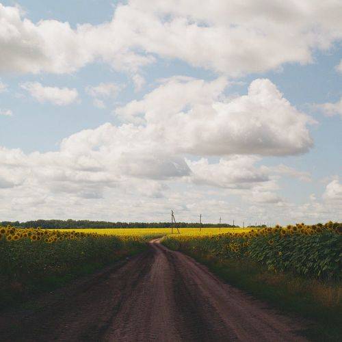 Подсолнухи