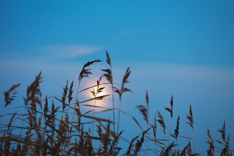 russia, night, reeds, moon Reeds фото превью