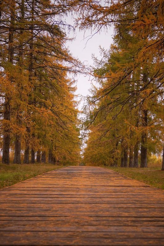 Лиственная аллея в усадьбе Молоствовых фото превью