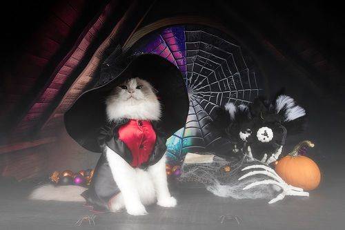 Happy Нalloween! Котики для Хэллоуина!