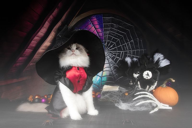 хэллоуин, кот, cat, животные, нalloween,  маркиз, матильда, ragdoll Happy Нalloween! Котики для Хэллоуина! фото превью