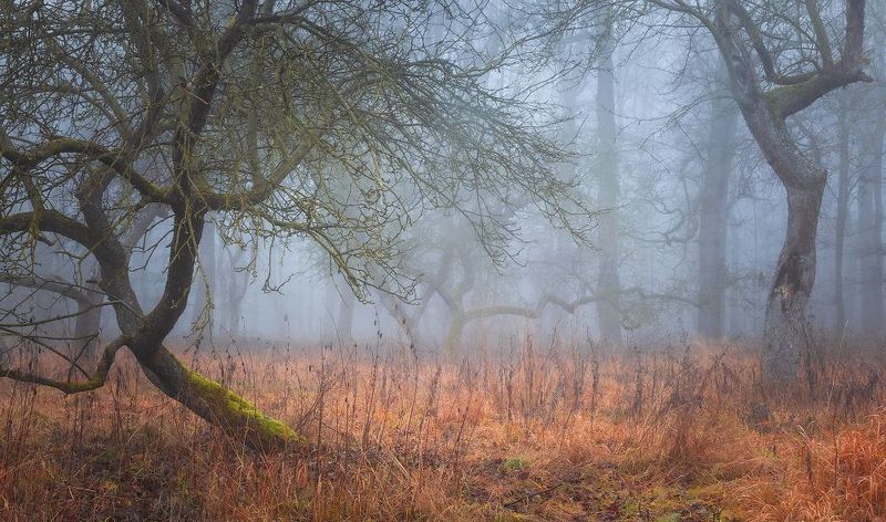 Misty forest фото превью