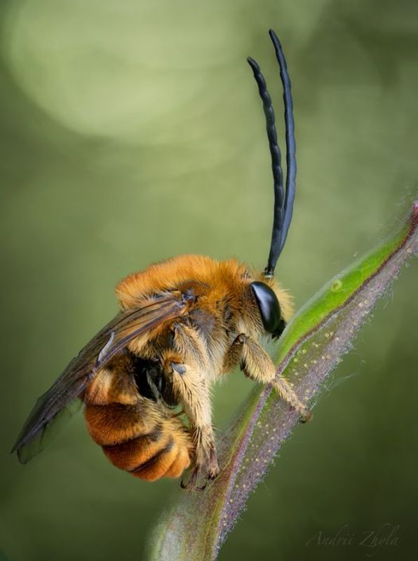 Bee фото превью