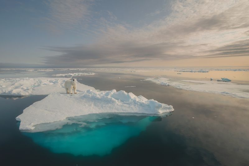 Polar bear in Arctic landscape фото превью