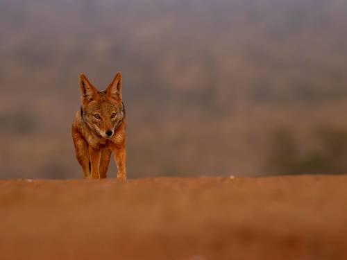 The jackal at the scavengers hide
