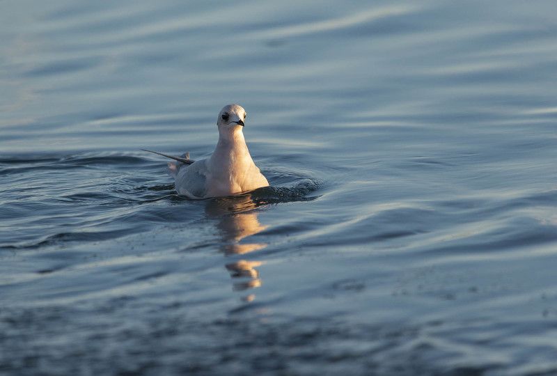 чукотка, арктика, море, север, птицы, чайки, розовые чайки... Розовые чайки осенью.... фото превью