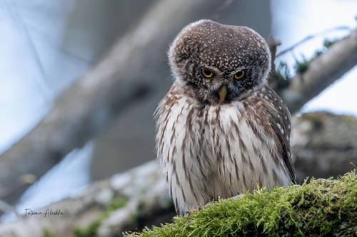 Воробьиный сыч (Eurasian pygmy owl).