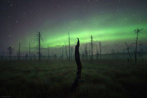 Духи севера