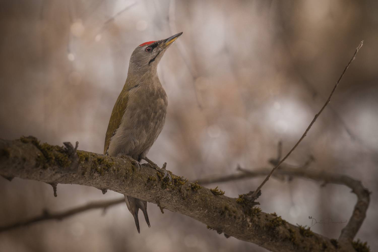 природа, лес, поля, огороды, животные, птицы, макро, Посевич Дмитрий