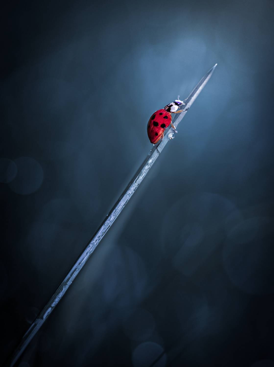 ladybug, beetle, insect, flower, macro, bugs, ladybird,, Atul Saluja