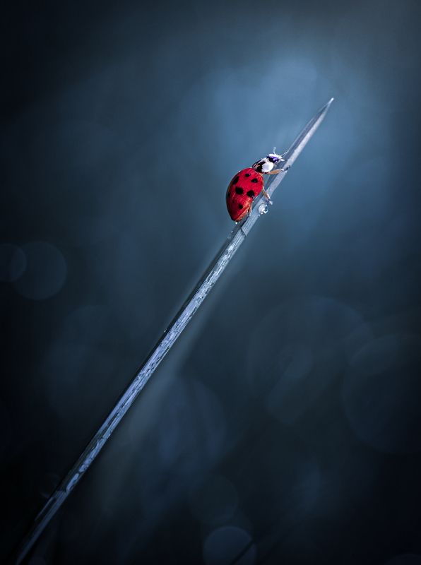 Journey фото превью