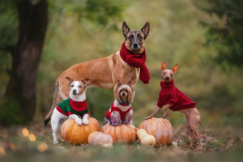 Cheerful company фото превью