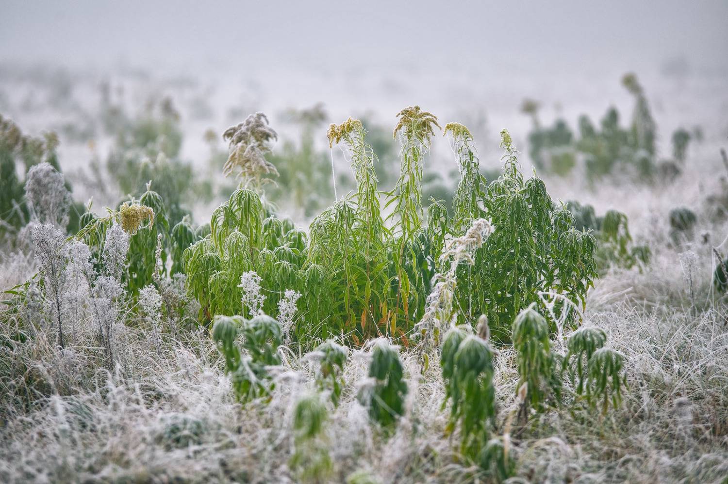 беларусь, иней, луга, октябрь, осень, поля, рассвет, река, свислочь, туман, утро, Вейзе Максим