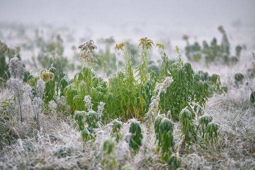 Дыхание зимы. Утро на заливном луге